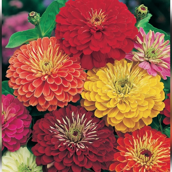 Unlisted DRESS UP LIVE SHOW TBA - Picture 1 of 1